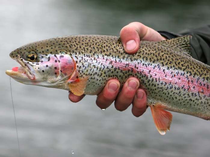 Rainbow trout fish in human hands